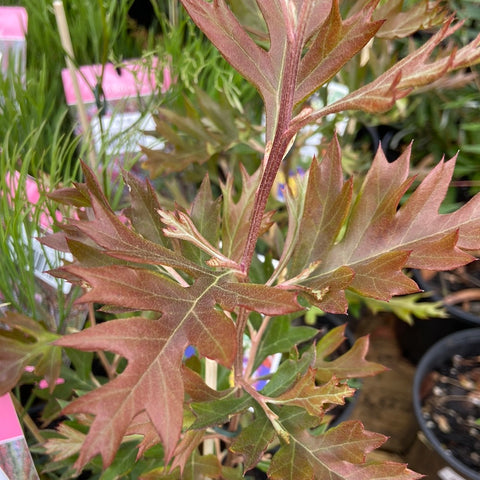 Grevillea Copper Rocket 140mm