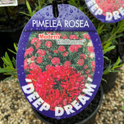 Pimelea rosea 'Deep Dream'