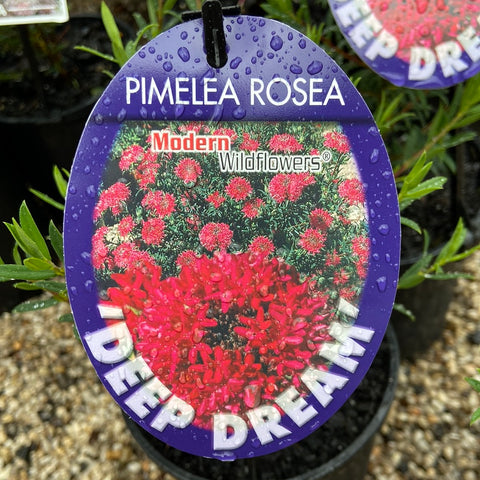 Pimelea rosea 'Deep Dream'200mm