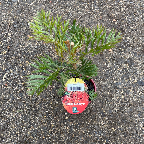 Grevillea 'Little Robyn' 140mm