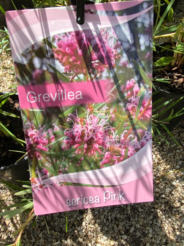 Grevillea sericea Pink spider Tube