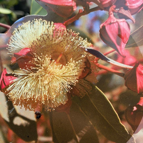 Eucalyptus Pachyphylla 140mm