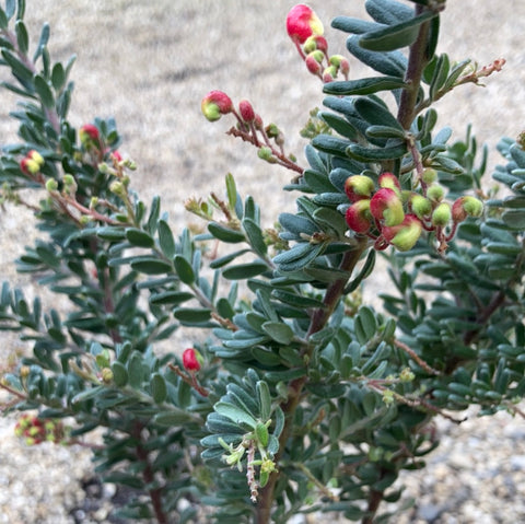 Grevillea 'Mallee Delight' 140mm