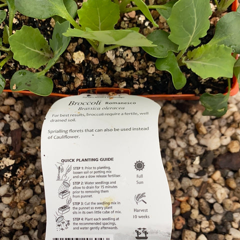 Broccoli ‘Romanesco’ - Purtill