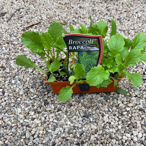 Broccoli ‘Rapa’ - Purtill