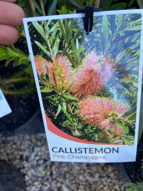 Callistemon ‘Pink Champagne’ 250mm