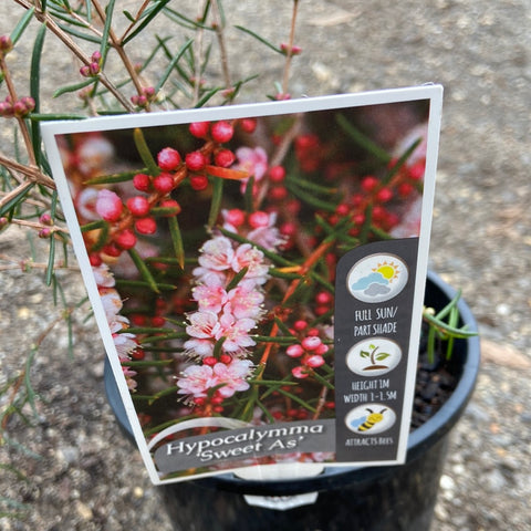 Hypocalymma ‘sweet as’ 140mm