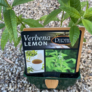 Verbena Lemon - Maxi- Purtill