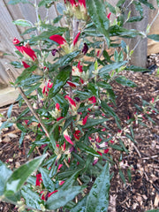 Gastrolobium 'Swan River Pea' 200mm