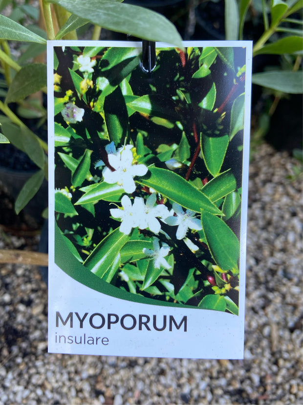 Myoporum insulare 200mm