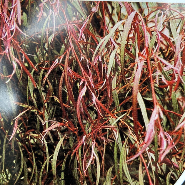 Agonis flexuosa burgundy 300mm – Great Ocean Road Nursery ABN 61 907 ...