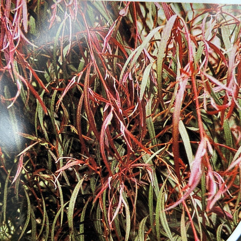 Agonis flexuosa burgundy 300mm