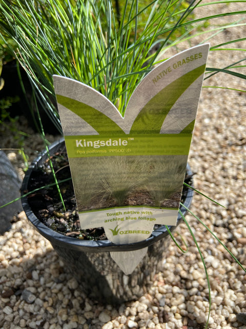 Poa poiformis 'kingsdale' 140mm