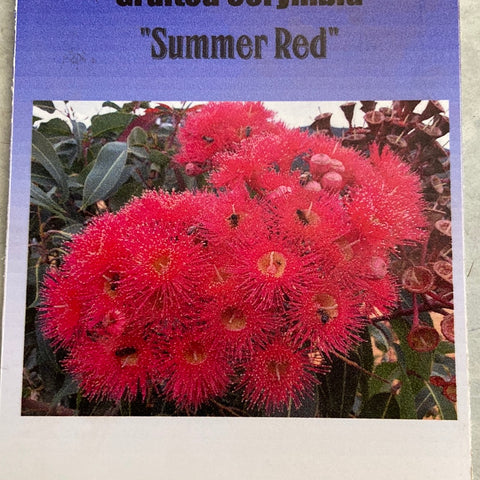 Corymbia Summer red Grafted 140mm