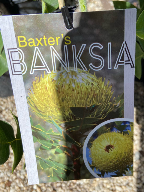 Banksia Baxteri 140mm