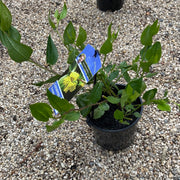 Goodenia ovata 'Goodonya' 140mm