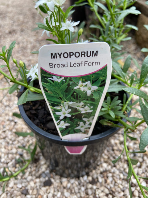 Myoporum Broad Leaf white 140mm
