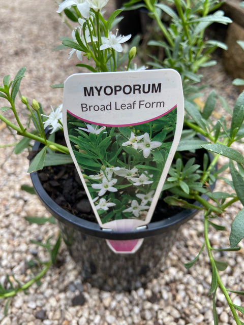 Myoporum BroadLeaf white 140mm