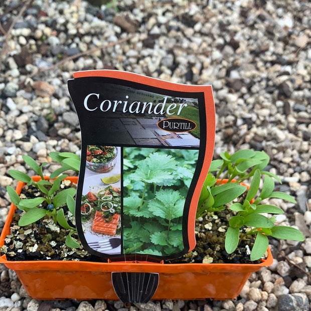 Coriander - Purtills