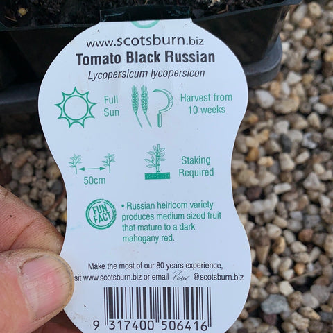Tomato ‘Black Russian’ maxi - Scotsburn