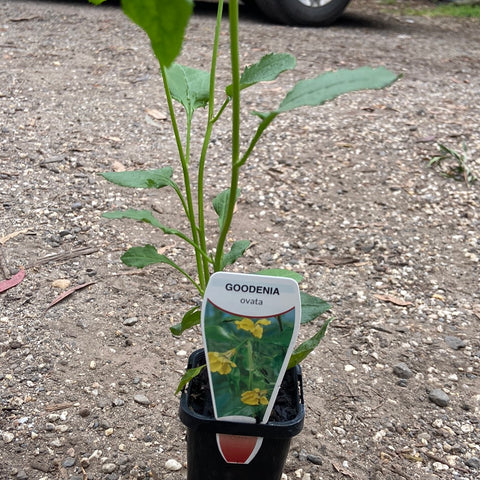Goodenia Ovata Tube