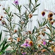 Lysiosepalum Involucratum 140mm