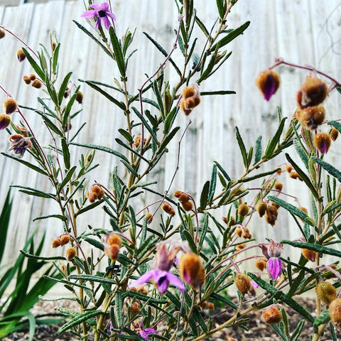 Lysiosepalum Involucratum 140mm