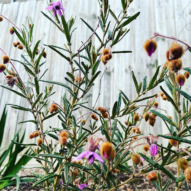 Lysiosepalum Involucratum 140mm