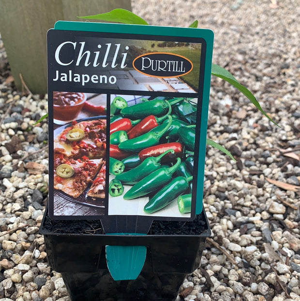 Chilli ‘Jalapeño’ - Purtill maxi