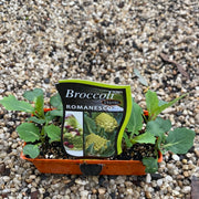 Broccoli ‘Romanesco’ - Purtill