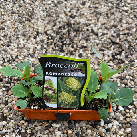Broccoli ‘Romanesco’ - Purtill