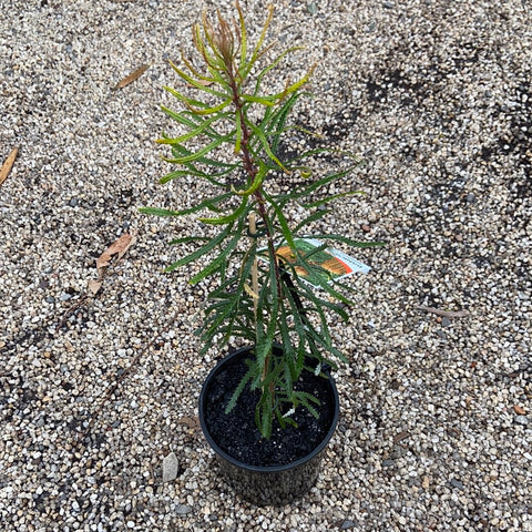 Banksia spinulosa var. spinulosa 140mm