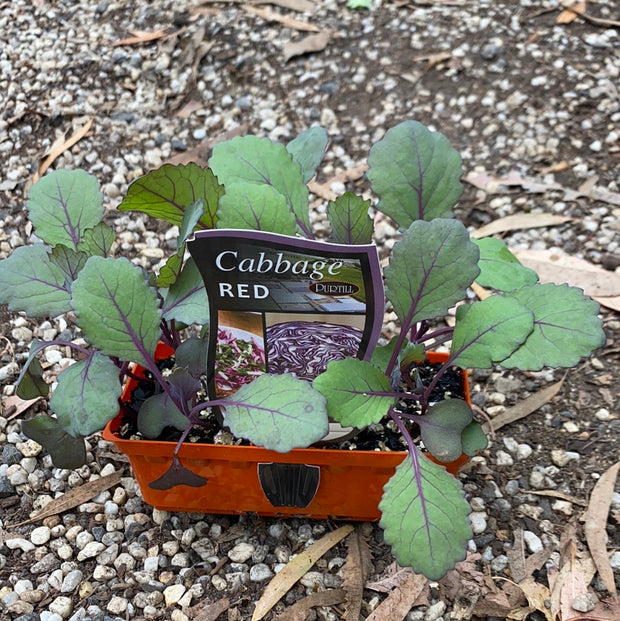 Cabbage ‘Red’ - Purtill