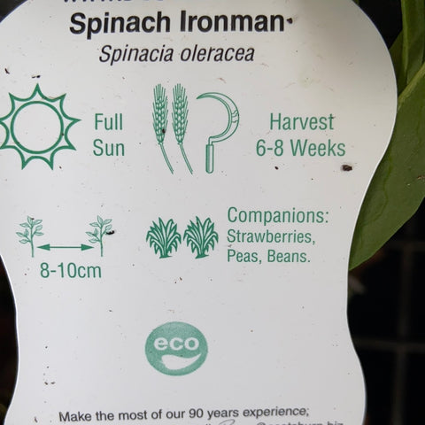 Spinach - Ironman - Scotsburn