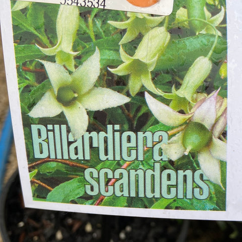 Billardiera scandens 140mm