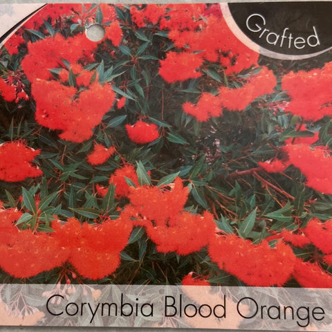 Corymbia Blood Orange 140mm