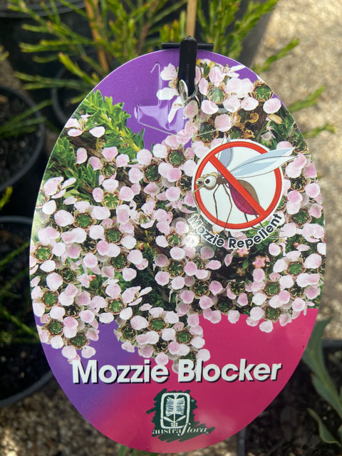 Leptospermum 'Mozzie Bloker' 140mm