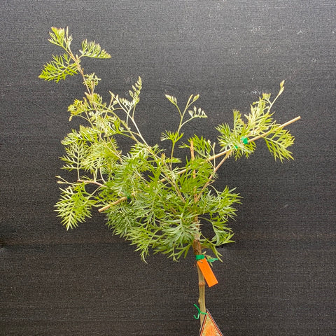 Grevillea 'Orange Wow' Standard 300mm