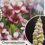 Chamelaucium Pinnacle Pink 140mm