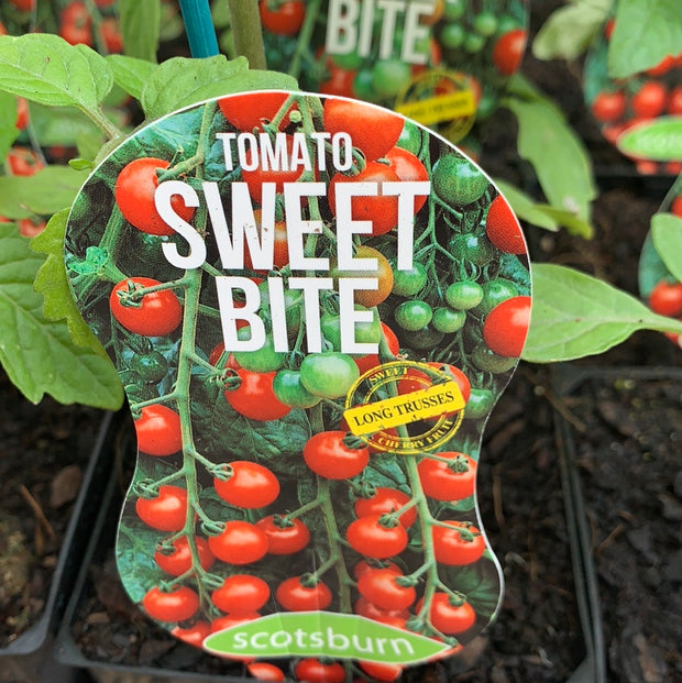 Tomato ‘Sweet Bite’ maxi - Scotsburn
