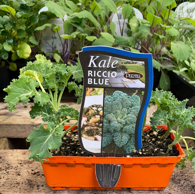 Kale - Riccio blue - Purtill