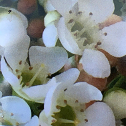 Chamelaucium hybrid 'Dawn Pearl' 140mm