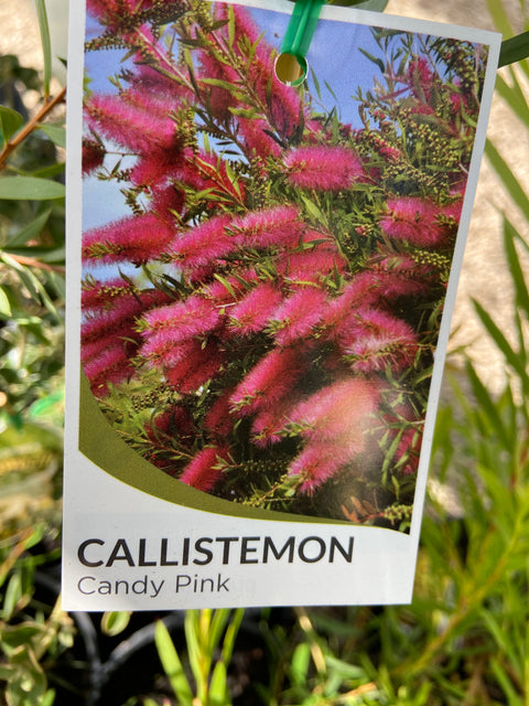 Callistemon 'Candy Pink' 250mm