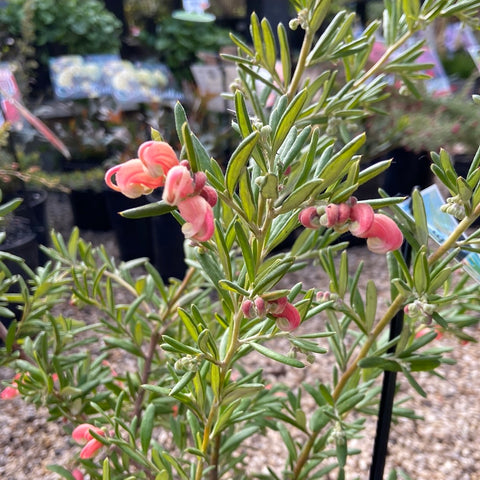 Grevillea Poorinda Tranquility 140mm