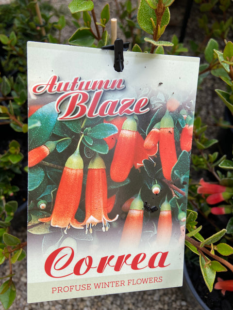 Correa pulchella 'Autumn Blaze' 200mm