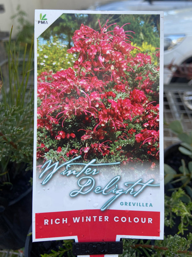 Grevillea 'Winter Delight' 200mm