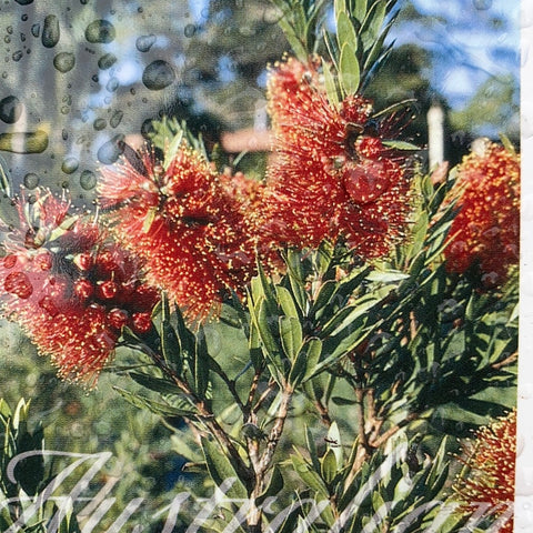 Callistemon Red Devil 140mm