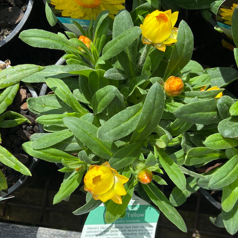 Bracteantha "Mohave Yellow' 140mm