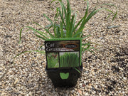 Cat Grass - Purtill maxi