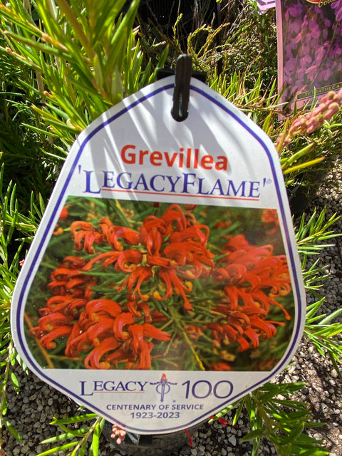 Grevillea Legacy Flame 140mm